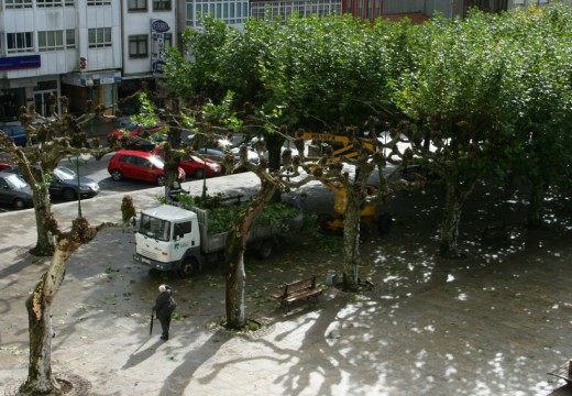 Cambio de imaxe para as árbores da Alameda