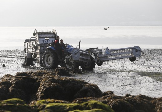 Desde o ano 2010 recuperáronse máis de 8 millóns de metros cadrados de bancos marisqueiros con perda de produtividade