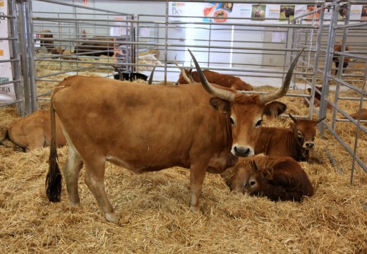 Vencedores das catro provincias galegas nos sete concursos das razas autóctonas en perigo de extinción celebrados na feira Abanca Semana Verde