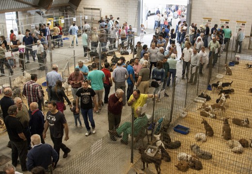 O Mesón do Vento sitúa a súa Feira de Cans de Caza como cita ineludible para o sector cinexético