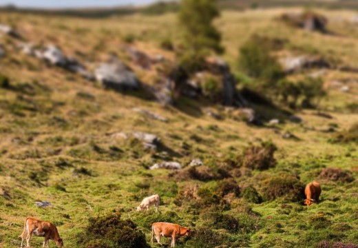 A Xunta e o Concello de San Sadurniño reuniranse este venres para falaren dos ataques do lobo no Forgoselo