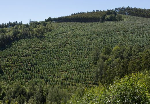 Ferreira inaugura este mércores as charlas impulsadas polo Concello de San Sadurniño para mellorar a produtividade dos montes