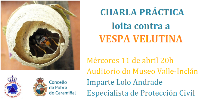 Charla sobre a vespa asiática no Museo Valle-Inclán