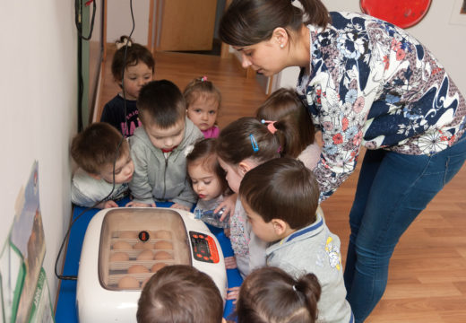 As nenas e nenos da Rolada axudan a criar galiñas de Mos