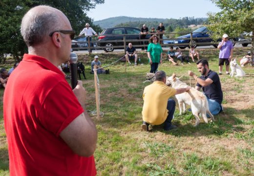 Cans e cabalos, protagonistas dunha parte da Feira Rural deste sábado en San Sadurniño