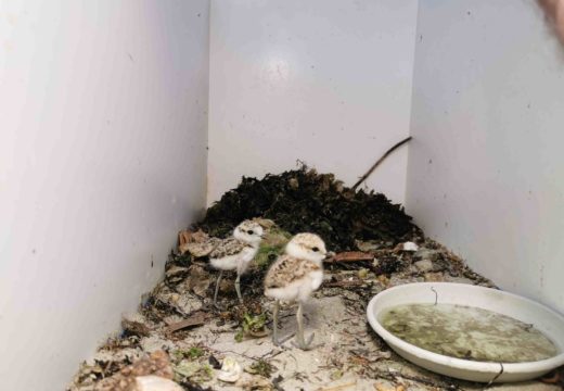 Nacen os primeiros exemplares de 2019 de píllara das dunas no Centro de Recuperación de Fauna Salvaxe de Santa Cruz, en Oleiros