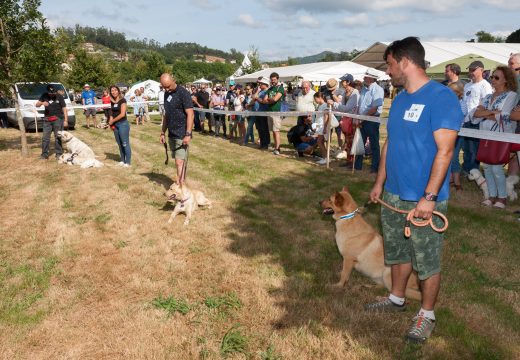 A XI Feira Rural de San Sadurniño, escenario dunha das probas morfolóxicas da Raza Can de Palleiro