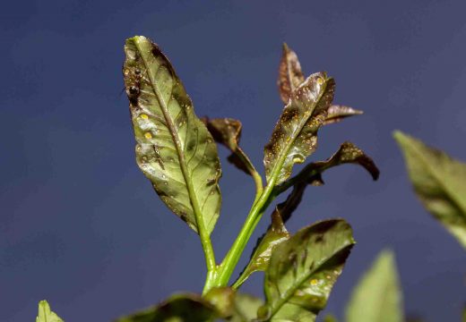 A Psila Africana dos cítricos prosegue o seu avance cara ao interior de Galicia