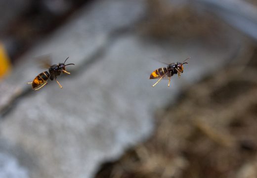 O Concello de San Sadurniño fai un chamamento para intensificar os trampeos contra a velutina