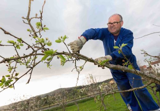 O Concello de San Sadurniño recupera os cursos de fructicultura e apicultura suspendidos pola crise sanitaria