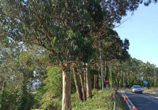 A Xunta executará a vindeira semana traballos de roza e limpeza nas marxes de estradas autonómicas nas comarcas de Noia, Fisterra, A Mariña, Vigo e Baixo Miño