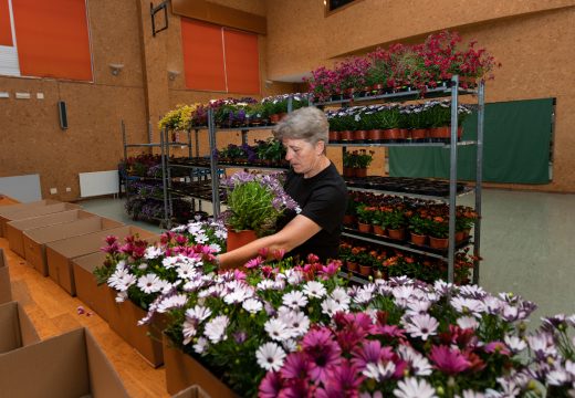 O departamento de Desenvolvemento local empeza a distribuír a planta do certame “San Sadurniño en flor”