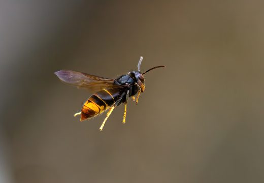 O Concello de San Sadurniño alerta dos perigos de facer rozas sen asegurarse antes de que a zona de traballo está libre de avespa asiática