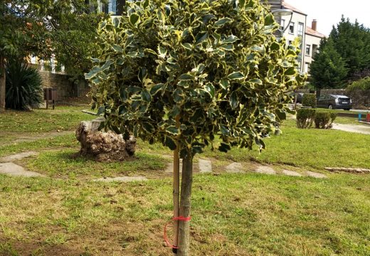 Efectuada a plantación dun acevo con motivo da campaña Unha árbore por Europa