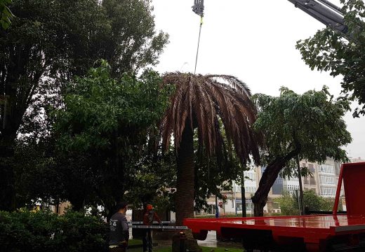 Retiradas varias palmeiras por mor do picudo vermello