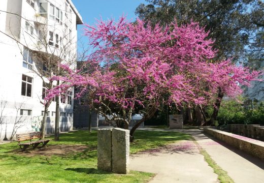 Fene consegue dúas Flores de Honra no certame anual Vilas en flor