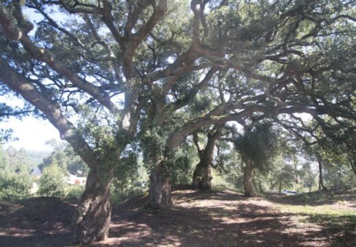 Medio Ambiente incorpora ao Catálogo Galego de Árbores de Senlleiras unha formación de sobreiras localizada no Rosal