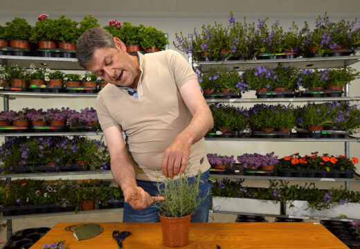 O Concello amplía os prazos de “San Sadurniño en flor”