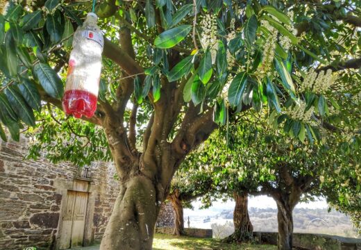 Touro captura máis de 1.300 raiñas fundadoras nun mes nas 125 trampas xeolocalizadas ubicadas en todo o Concello para combater a vespa velutina