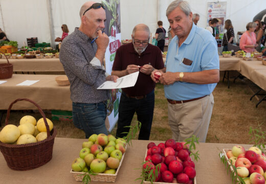 A Feira Rural de San Sadurniño volverá premiar os mellores lotes de froita da comarca