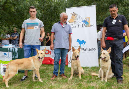 A Feira Rural de San Sadurniño acolle o XIV Monográfico Can de Palleiro