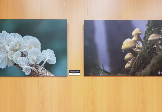 Unha vintena de fotografías de fungos exhíbense na casa da cultura da Pobra