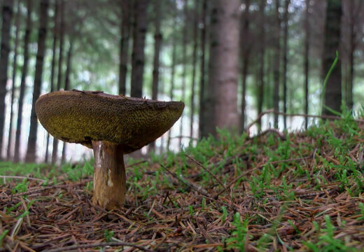 Un curso mostrará en Moeche todas as posibilidades de aproveitamento das plantacións de piñeiro