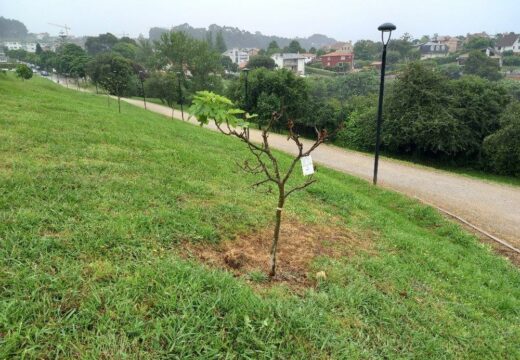 Volven atacar as árbores da zona verde de Canide