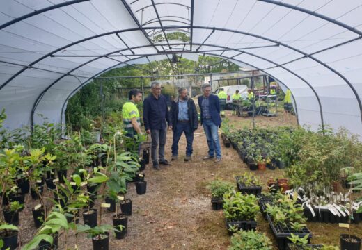 Arranca o Banco de planta forestal para cumprir co obxectivo de “1 voto, 1 árbore”