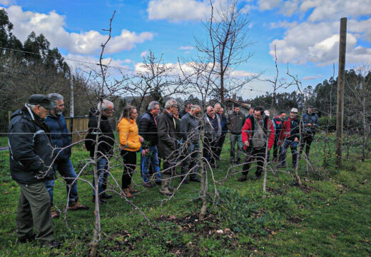 O Concello impulsa un taller de enxertos de froiteiros para os primeiros días de setembro