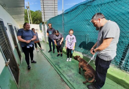 Unicamente o 16% dos animais acollidos na Canceira Municipal contan co microchip de identificación obrigatorio por lei