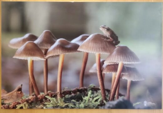 O VI Concurso Fotográfico de Micoloxía xa ten as imaxes gañadoras