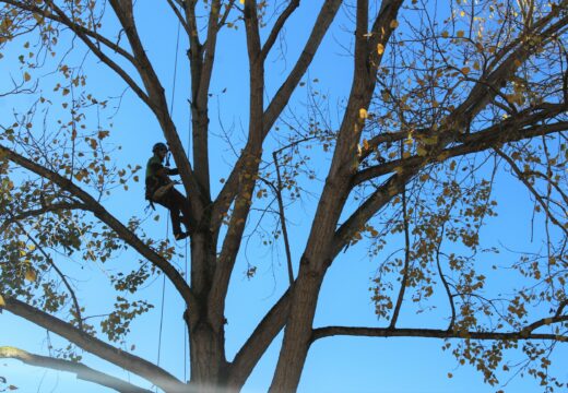 Comezou a tala dos chopos do Parque do Anllóns que supoñían un risco pola rotura e caída de pólas