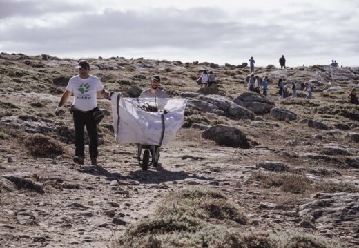 O voluntariado ambiental de Corrubedo retira 3 toneladas e media da especie invasora Carpobrotus edulis