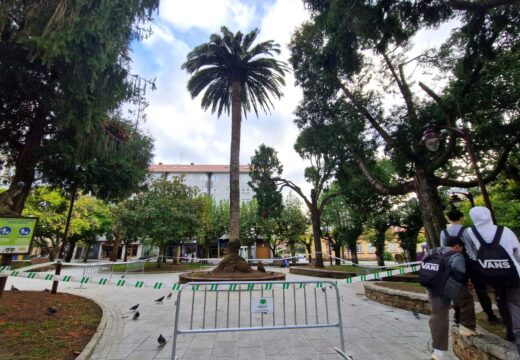 A caída dunha póla obriga a valar o perímetro da palmeira do xardín á espera da inminente poda da copa