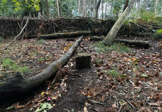 O Partido Popular de Oleiros denuncia o estado de abandono do bosque dos veciños