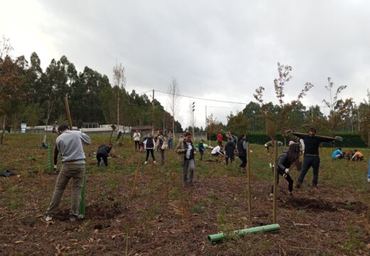 Plantación árbores en Miño