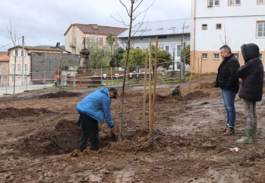 Comeza a repoboación da Carballeira de Santa Minia coa plantación de oito novos exemplares