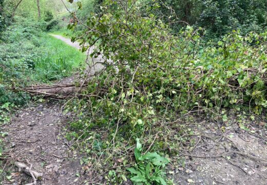 O Partido Popular de Oleiros insta ao concello a que se tome en serio o saneamento de parques e masas arborizadas