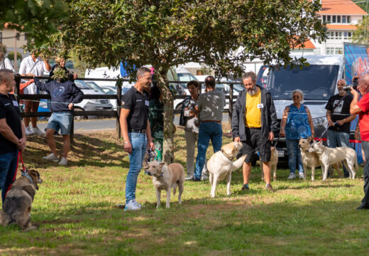 A Feira Rural de San Sadurniño acollerá o XXVIII Monográfico da Raza Can de Palleiro