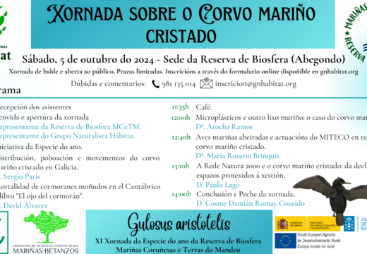 O corvo mariño moñudo, gulosus aristotelis, protagonista da IX xornada da iniciativa “Especie do ano na Reserva de Biosfera Mariñas Coruñesas”