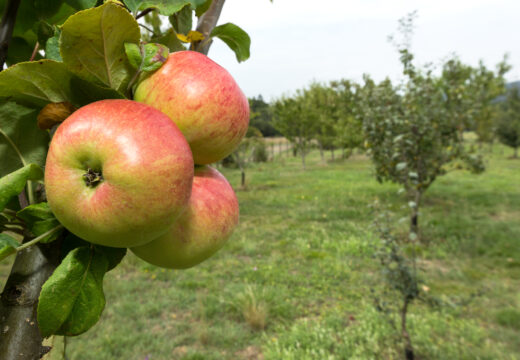 Últimos días para solicitar as axudas do Concello de San Sadurniño para a plantación de maciñeiras autóctonas