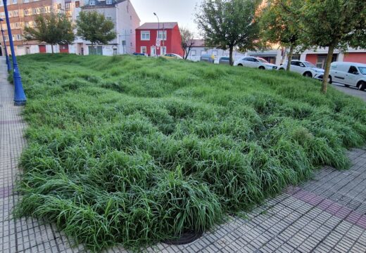 O PP denuncia que Culleredo converteuse nunha selva pola falta de mantemento en parques e xardíns.