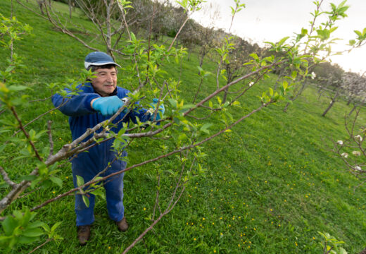 A AGFA do Eume e o Concello ofrecen un curso de poda de inverno