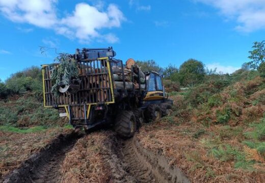 O Concello intensifica o control das talas para un aproveitamento sostible e a reforestación con especies autóctonas