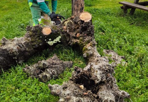 O Concello de Ribeira plantará novas árbores a carón do campo da Tasca Ribeira, 10 de febreiro de 2025