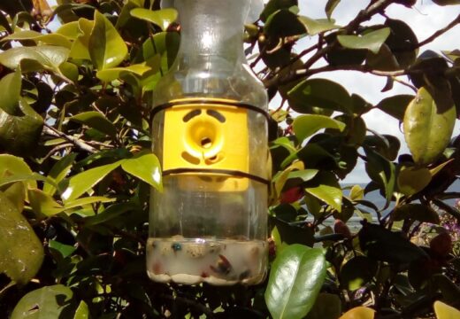Ortigueira contará con 152 trampas de avespa velutina a través da campaña da Xunta de Galicia