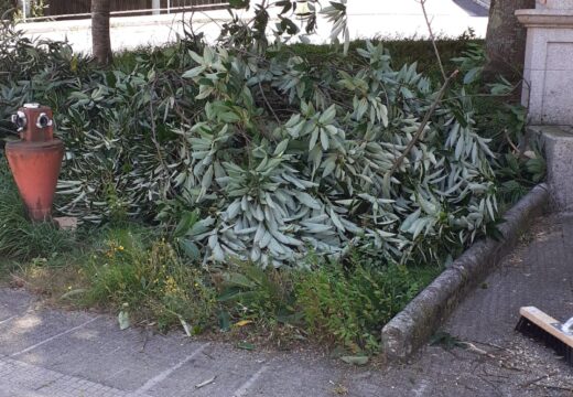 Retirada de árbore en Quenxe, concello de Corcubión