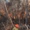 Protección Civil de Carballo colabora coa campaña de recollida de material para as zonas afectadas polos incendios forestais e está a disposición da Xunta para intervir onde sexa preciso