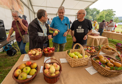 A Feira Rural de San Sadurniño volverá premiar este sábado os mellores lotes de froita da comarca